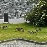Bed & Breakfast Mes Caprices Mosan Bord De Meuse 4*