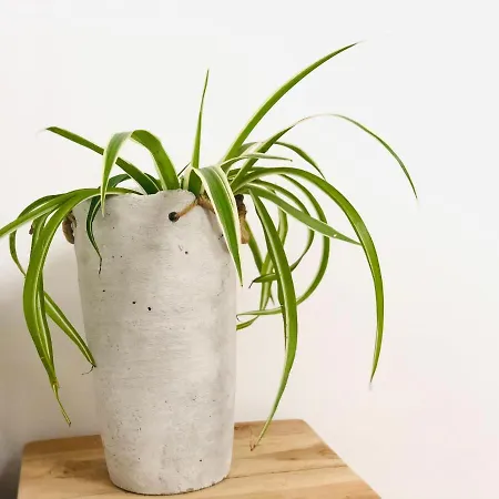 Mes Caprices Mosan Bord De Meuse