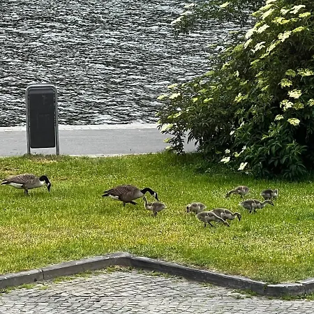 Bed & Breakfast Mes Caprices Mosan Bord De Meuse 4*