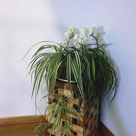 Bed & Breakfast Mes Caprices Mosan Bord De Meuse Namur