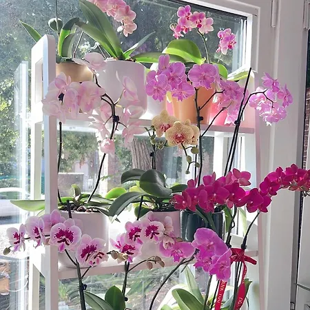 Mes Caprices Mosan Bord De Meuse Bed & Breakfast Namur