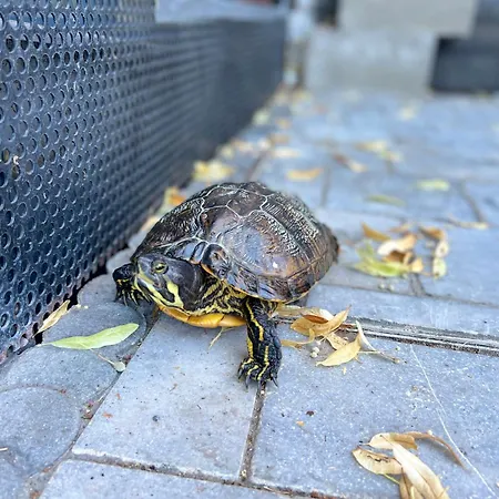 Mes Caprices Mosan Bord De Meuse