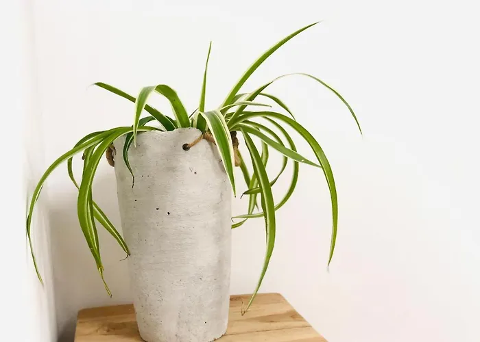 Mes Caprices Mosan Bord De Meuse